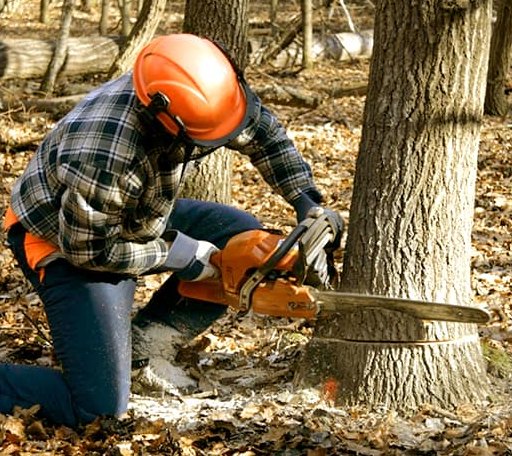 Tree Removal in Barney, ND